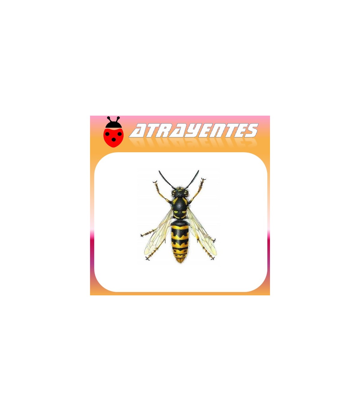 Cebo atrayente de avispas y moscas