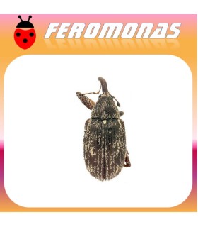 feromonas para ANTHONOMUS EUGENII Picudo del chile