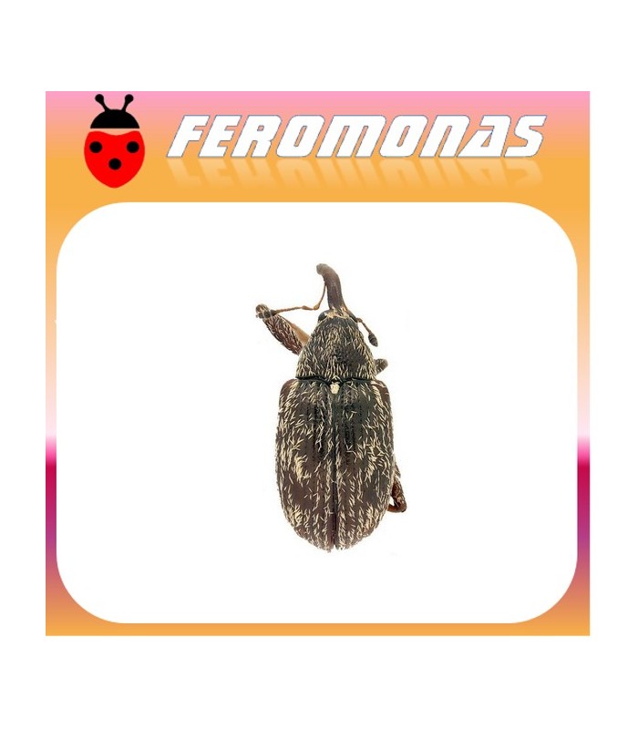 feromonas para ANTHONOMUS EUGENII Picudo del chile