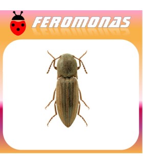 feromonas AGRIOTES LINEATUS Gusano de alambre