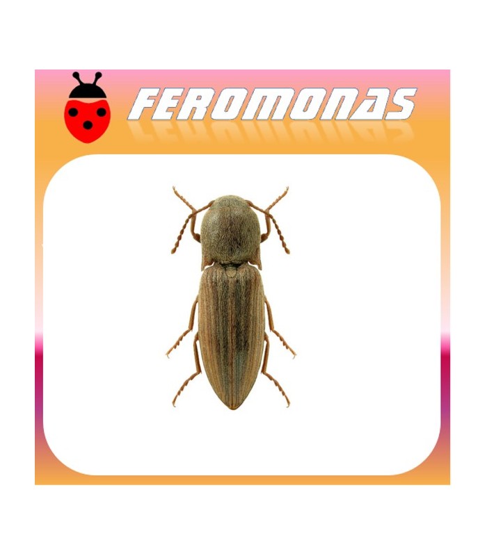 feromonas AGRIOTES LINEATUS Gusano de alambre