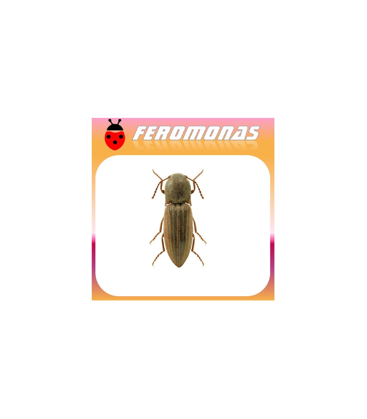 feromonas AGRIOTES LINEATUS Gusano de alambre