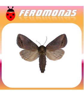 feromonas para BUSSEOLA FUSCA Barrenador del tronco del maiz