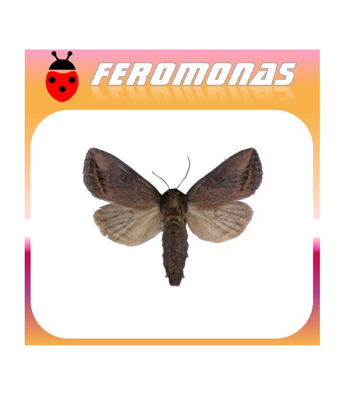 feromonas para BUSSEOLA FUSCA Barrenador del tronco del maiz