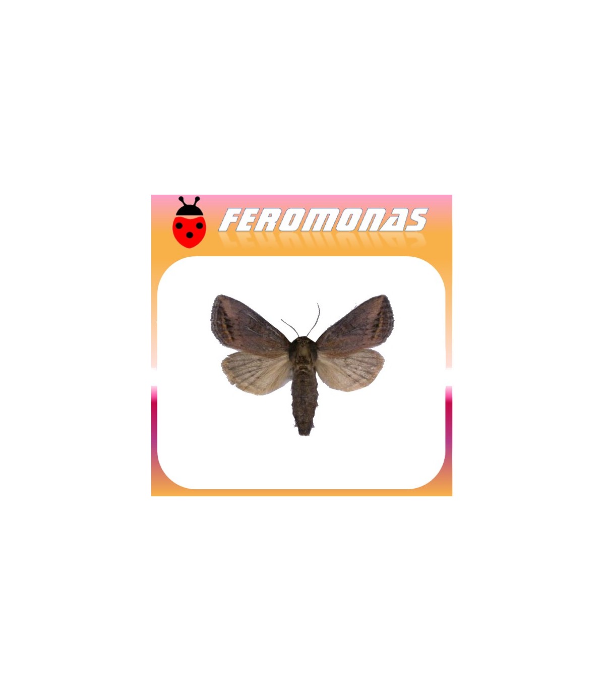 feromonas para BUSSEOLA FUSCA Barrenador del tronco del maiz