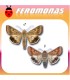 Feromonas para HELIOTHIS (HELICOVERPA) OBSOLETA Oruga del tomate