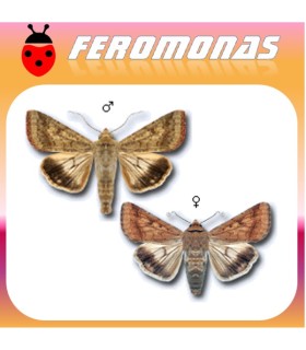 Feromonas para HELIOTHIS (HELICOVERPA) OBSOLETA Oruga del tomate