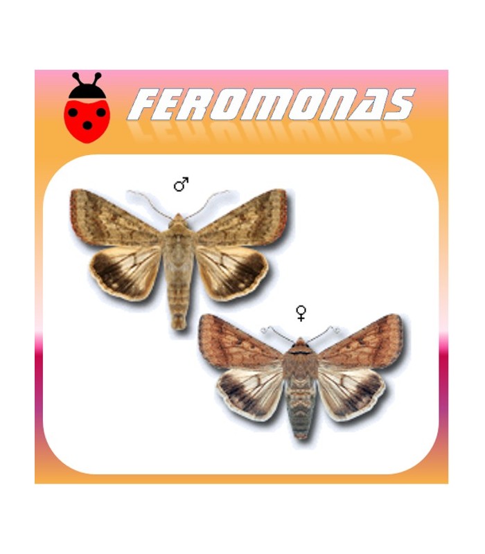 Feromonas para HELIOTHIS (HELICOVERPA) OBSOLETA Oruga del tomate