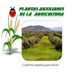 mezcla de semillas para cubierta vegetal en olivar