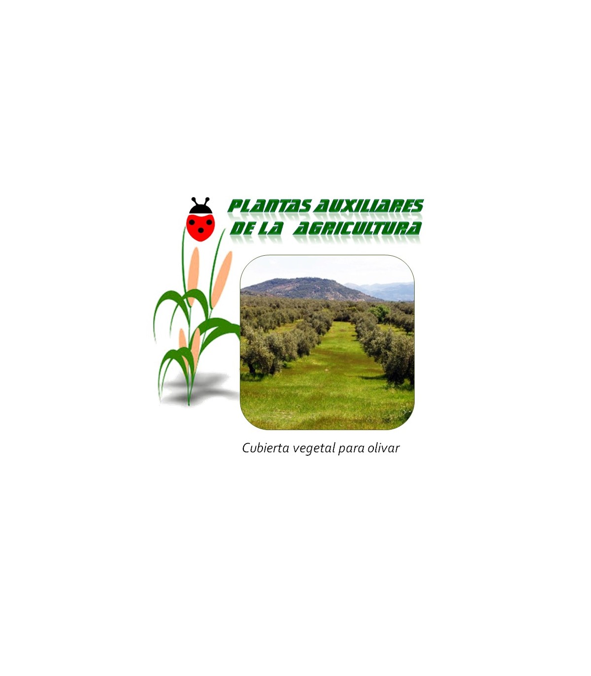 mezcla de semillas para cubierta vegetal en olivar