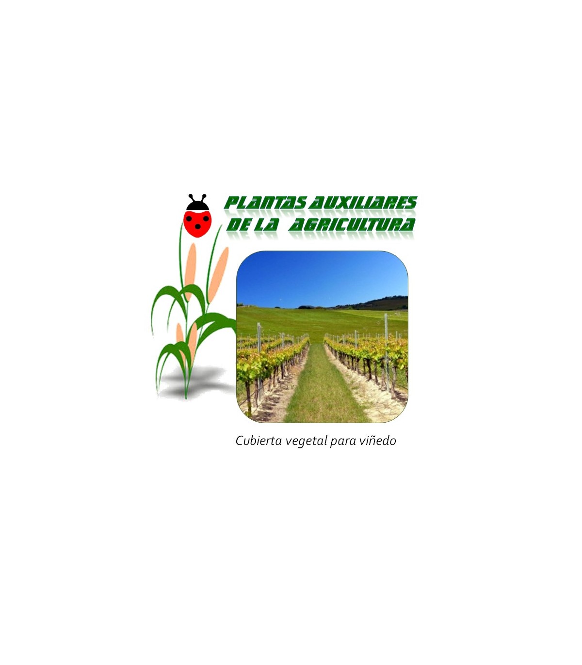 Mezcla de semillas para cubierta vegetal en cultivos de vid y parral