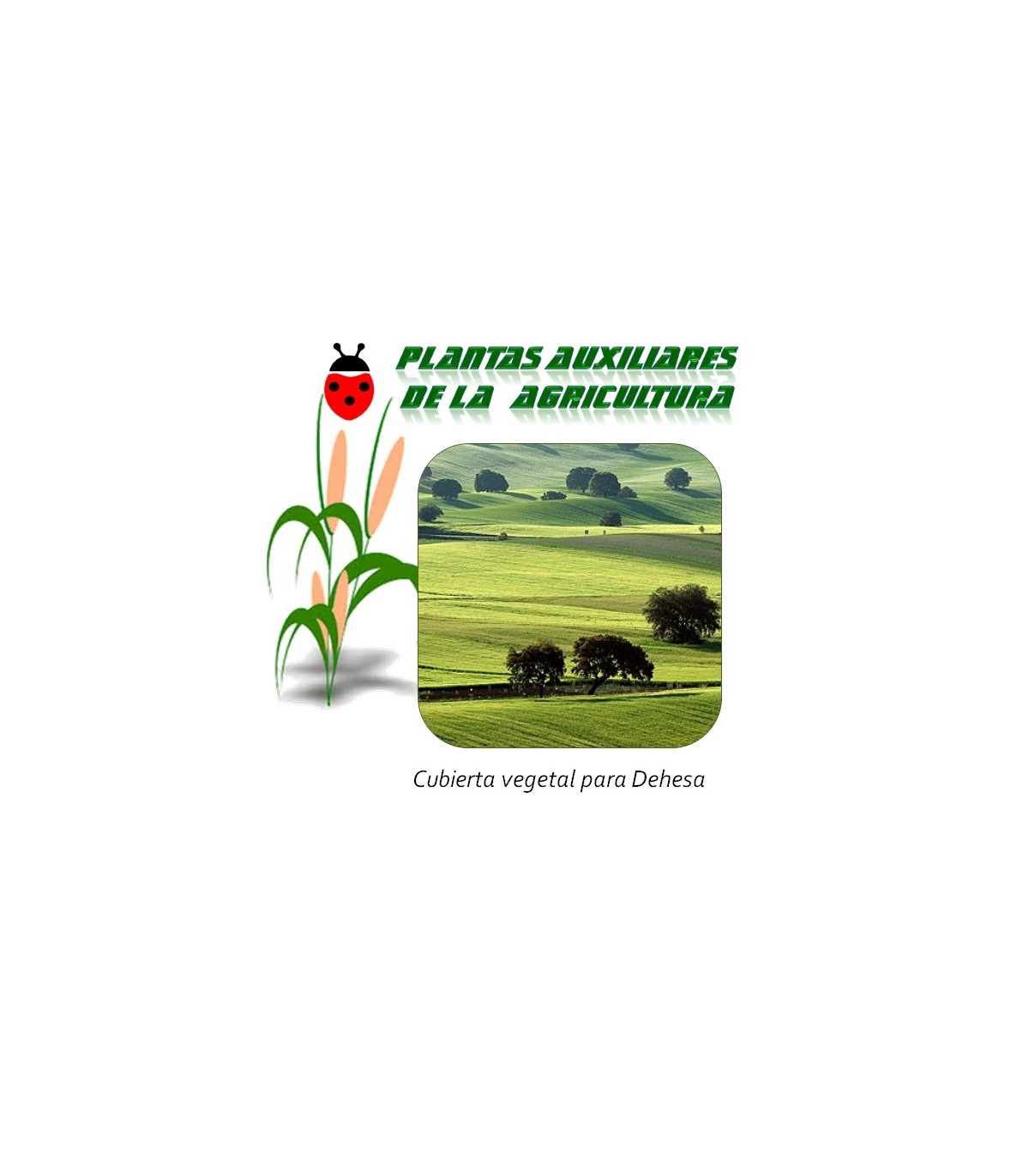 Mezcla de semillas para cubierta vegetal en cultivos de dehesa