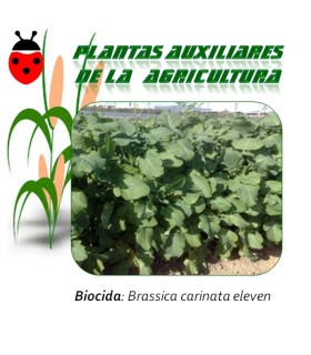 Semillas de Brassica carinata Eleven  1 Kg