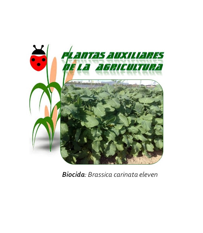 Semillas de Brassica carinata Eleven  1 Kg