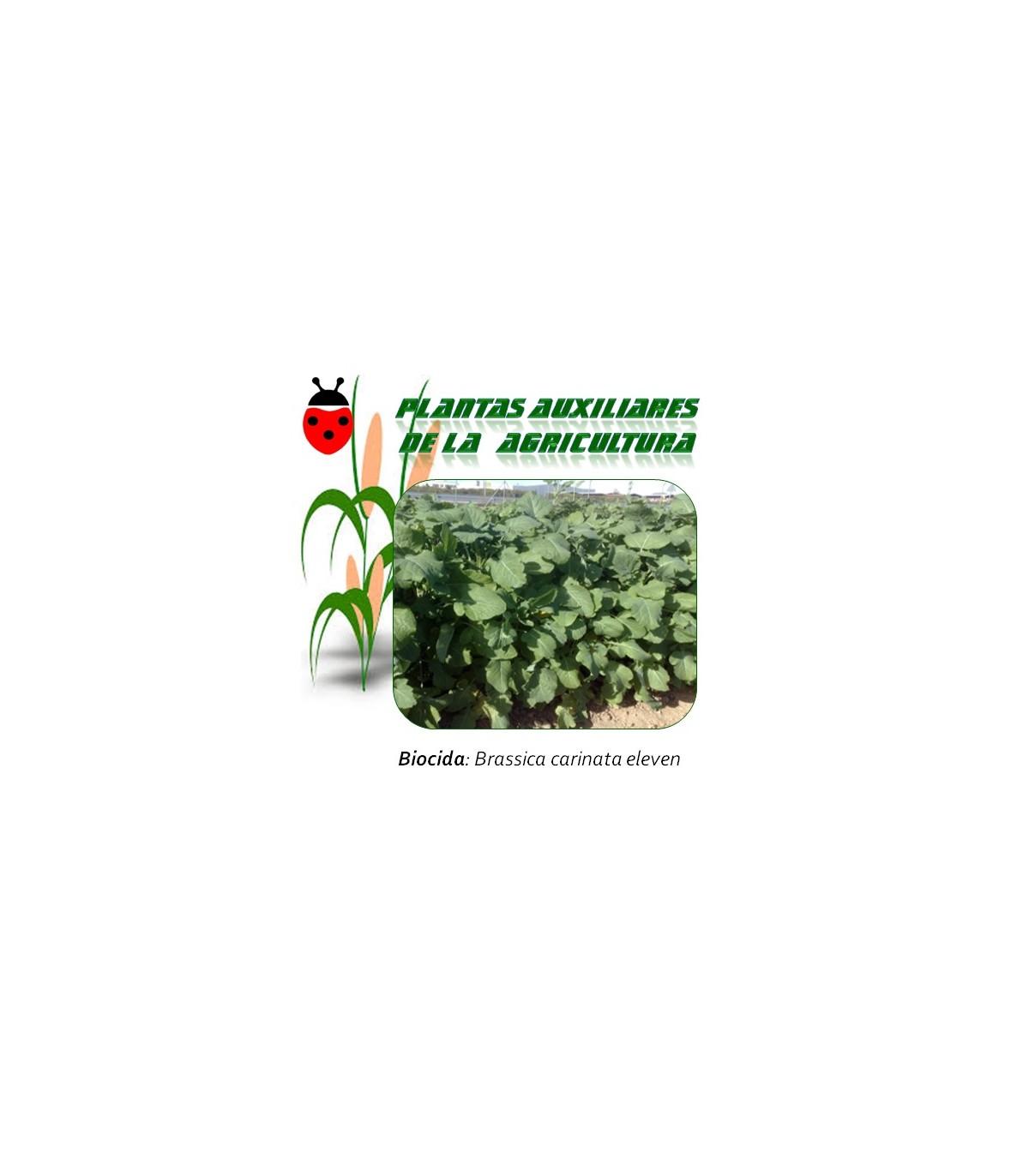 Semillas de Brassica carinata Eleven  1 Kg