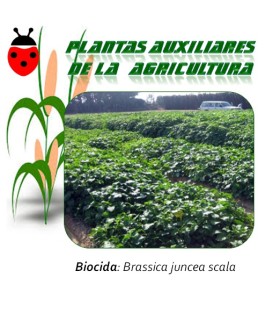 semillas de mostaza parda brassica juncea control hongos de suelo