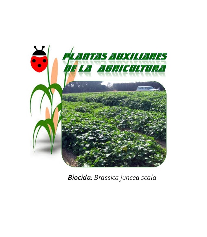 semillas de mostaza parda brassica juncea control hongos de suelo