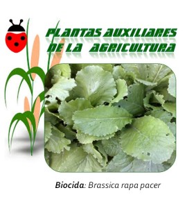 nabo brassica rapa control hongos de suelo