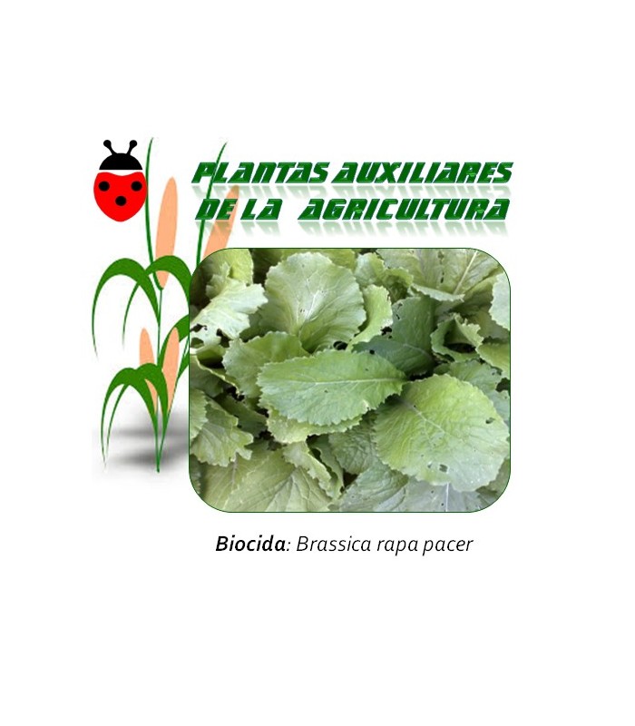 nabo brassica rapa control hongos de suelo