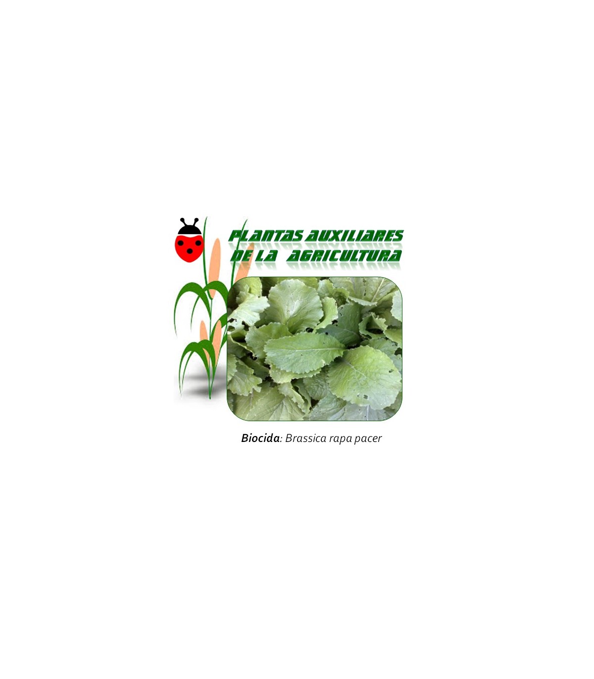 nabo brassica rapa control hongos de suelo