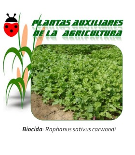 Semillas de RÁBANO FORRAJERO CARWOODI 1 kg