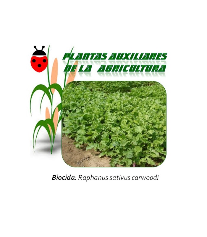 Semillas de RÁBANO FORRAJERO CARWOODI 1 kg