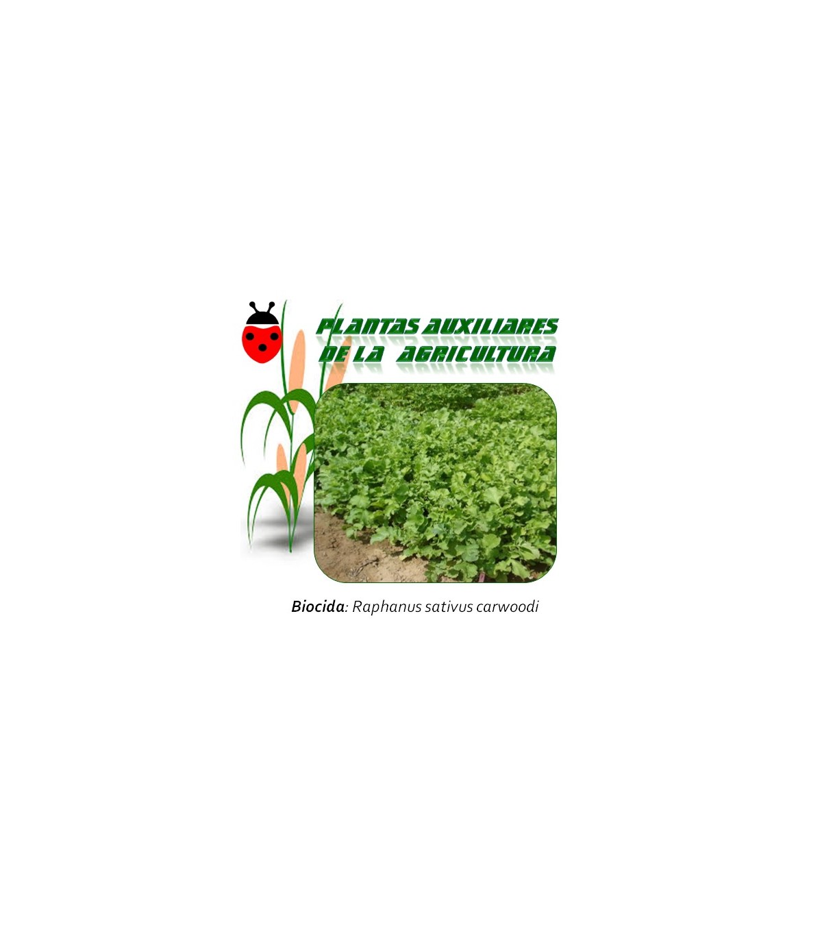 Semillas de RÁBANO FORRAJERO CARWOODI 1 kg
