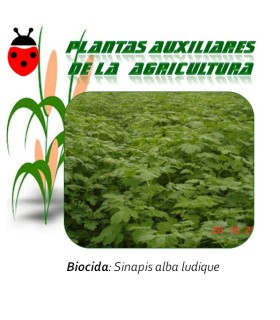 mostaza blanca planta biocida 1 Kg