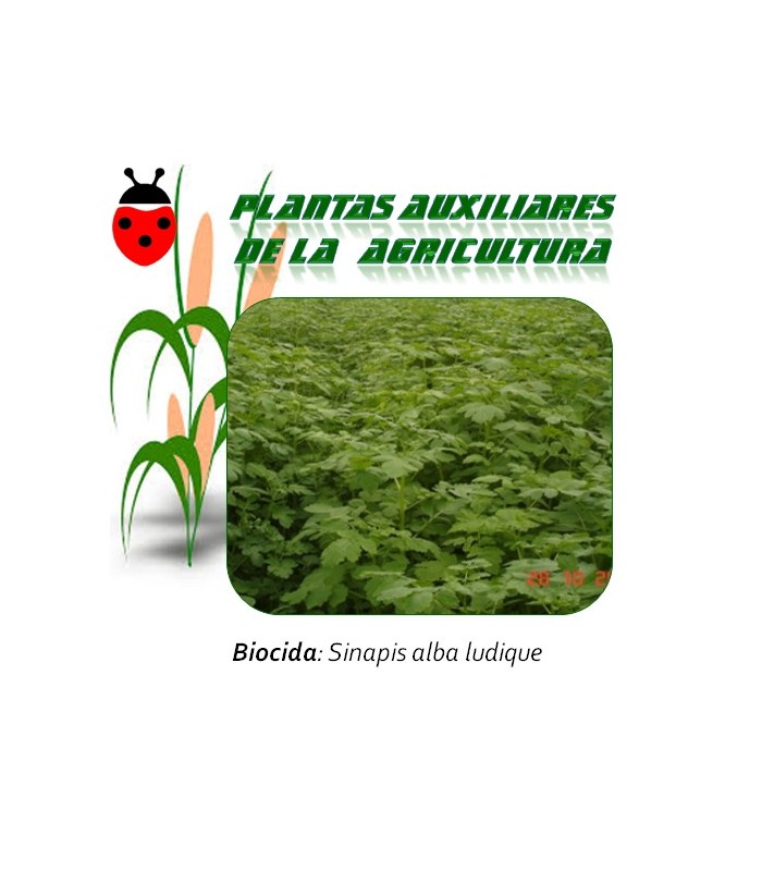 mostaza blanca planta biocida 1 Kg