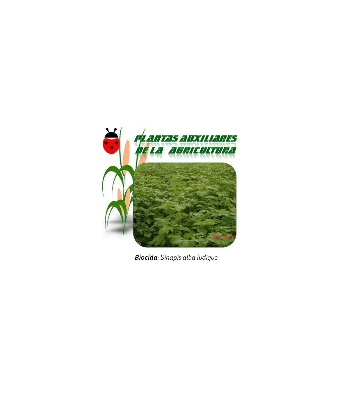 mostaza blanca planta biocida 1 Kg