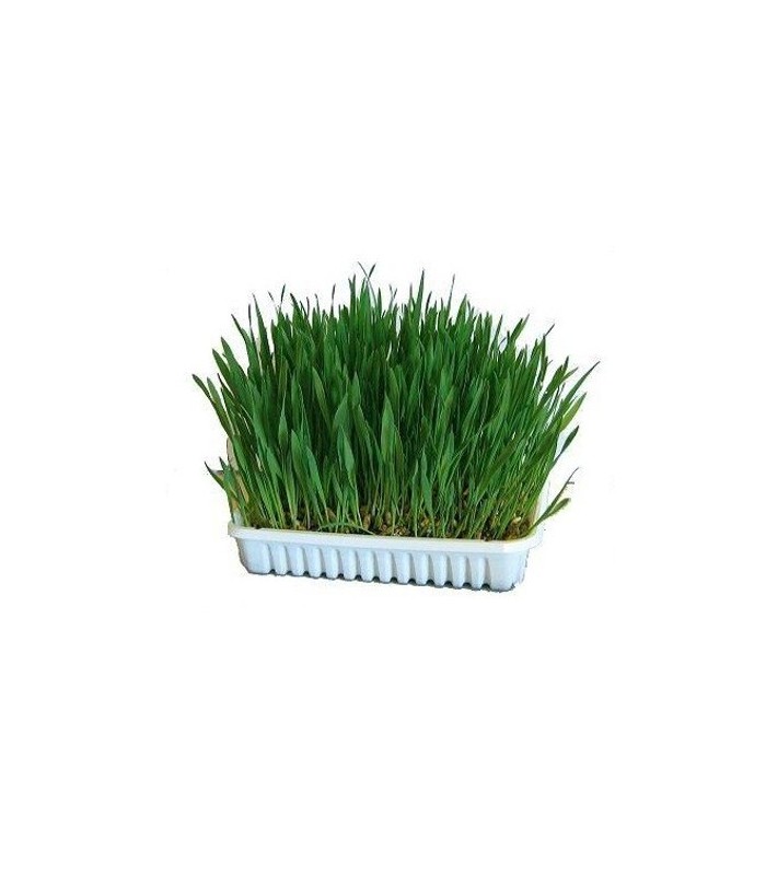 APHIBANK 500 Cereal con pulgon Rhopalosiphon padi