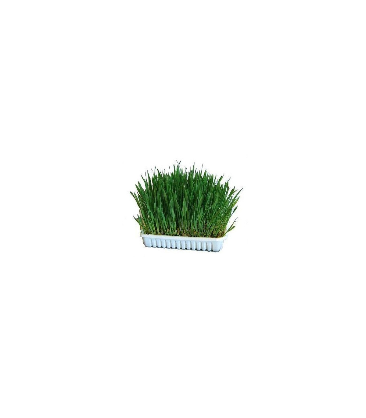APHIBANK 500 Cereal con pulgon Rhopalosiphon padi