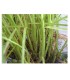 APHIBANK 500 Cereal con pulgon Rhopalosiphon padi