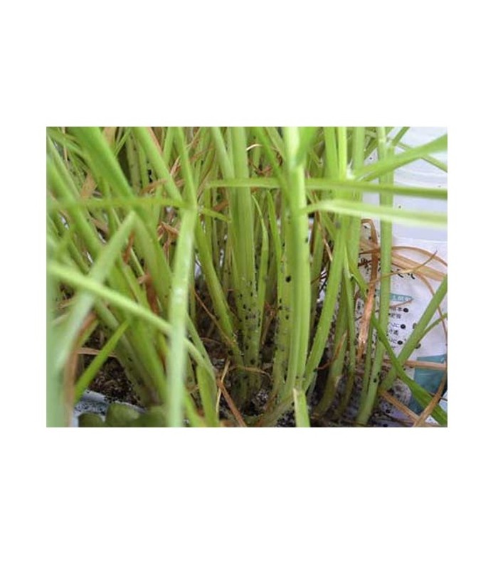 APHIBANK 500 Cereal con pulgon Rhopalosiphon padi