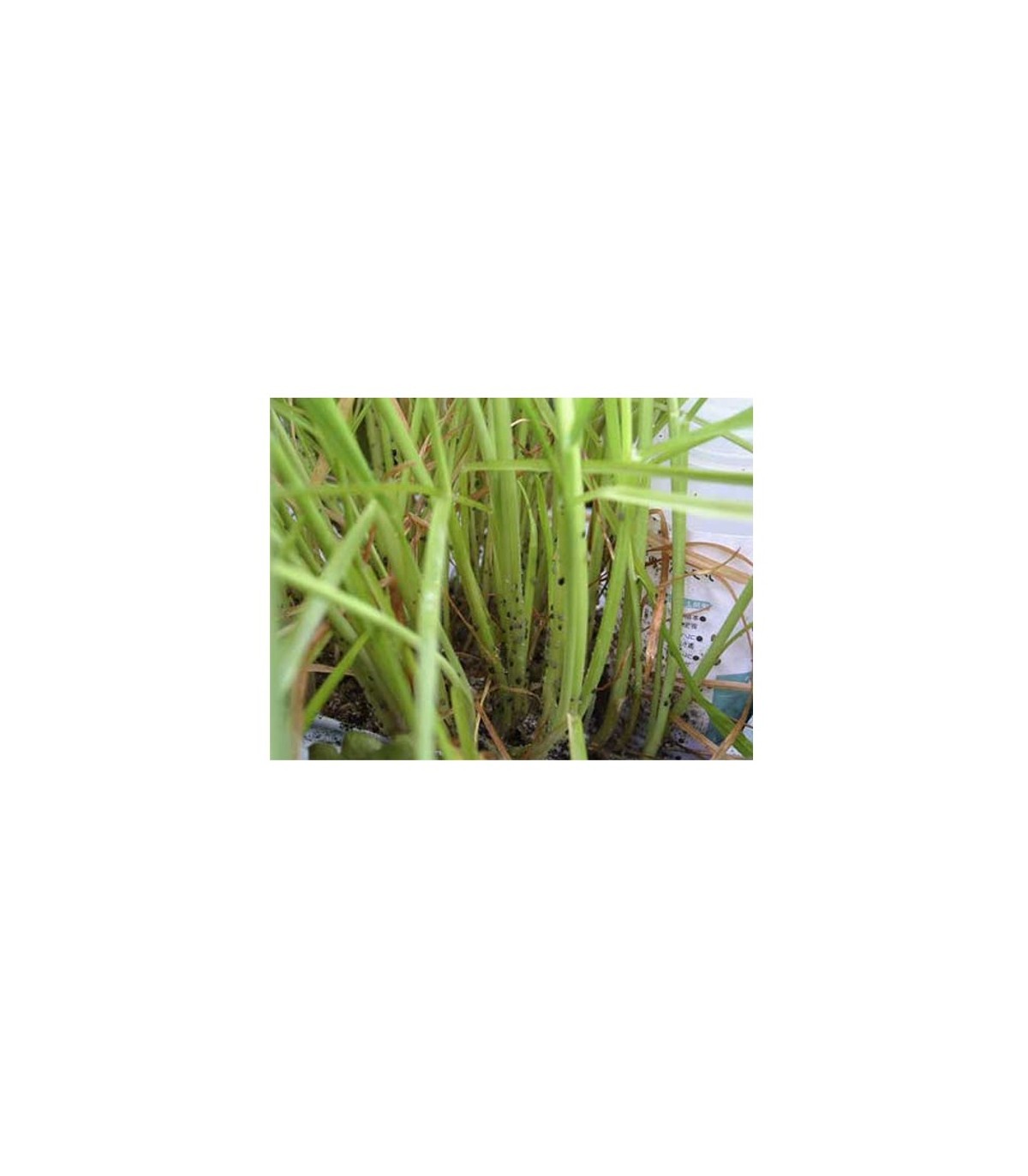 APHIBANK 500 Cereal con pulgon Rhopalosiphon padi