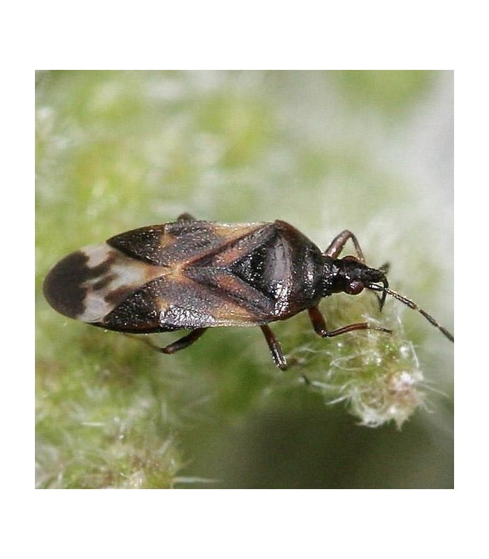 ANTHOBUG 250 Anthocoris nemoralis contra Psyla