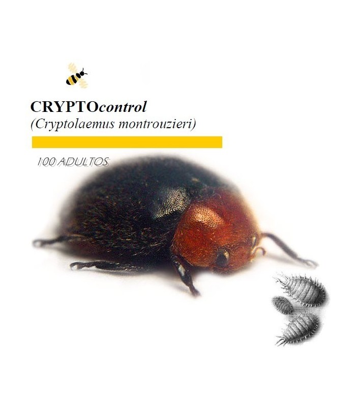 CRYPTOcontrol 100 Cryptolaemus enemigo natural de cochinillas