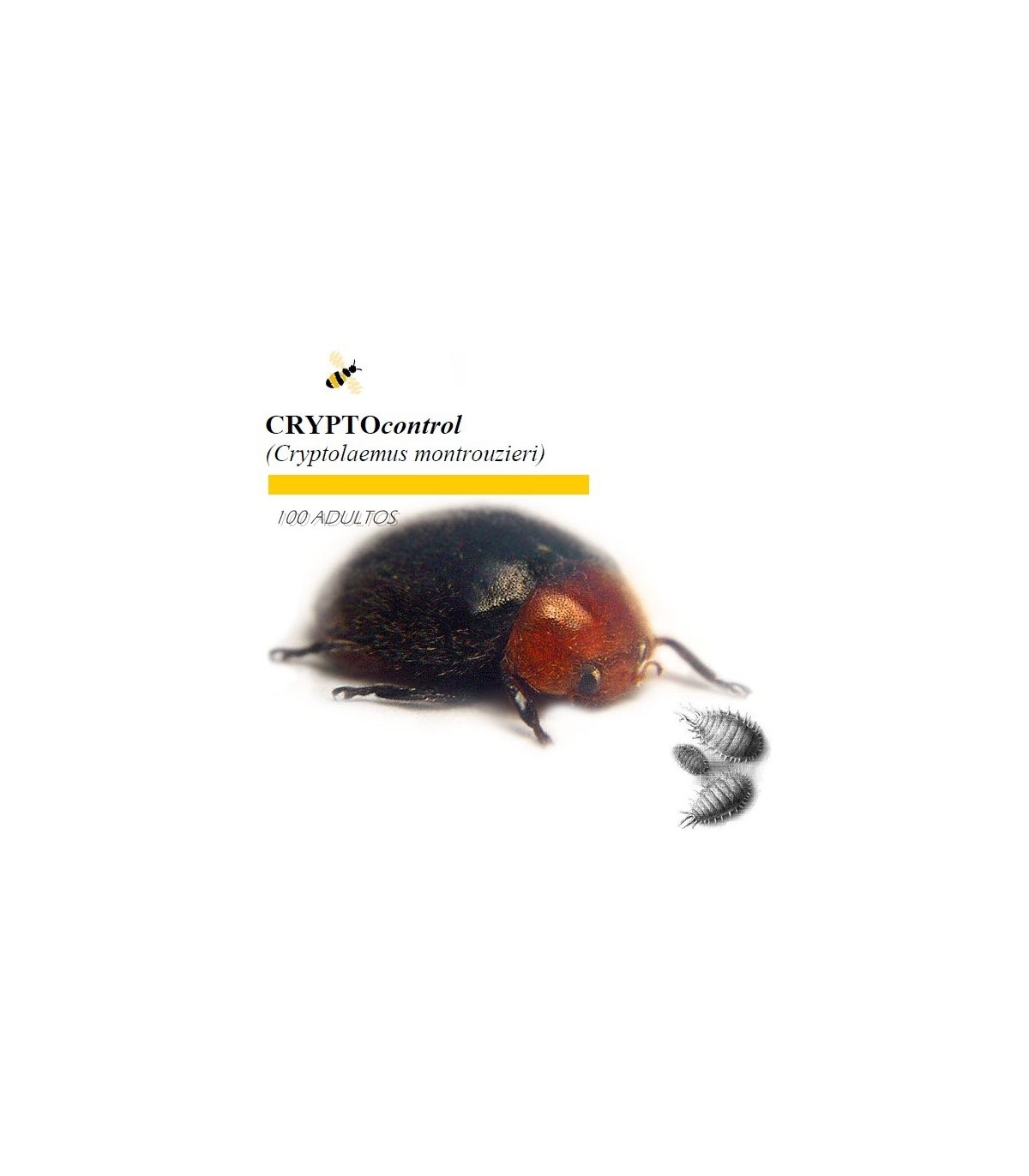 CRYPTOcontrol 100 Cryptolaemus enemigo natural de cochinillas