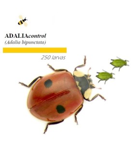 Venta de adalia bipunctata mariquita de dos puntos contra pulgón