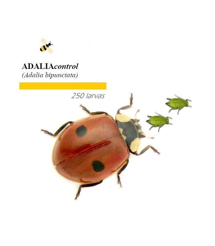 Venta de adalia bipunctata mariquita de dos puntos contra pulgón