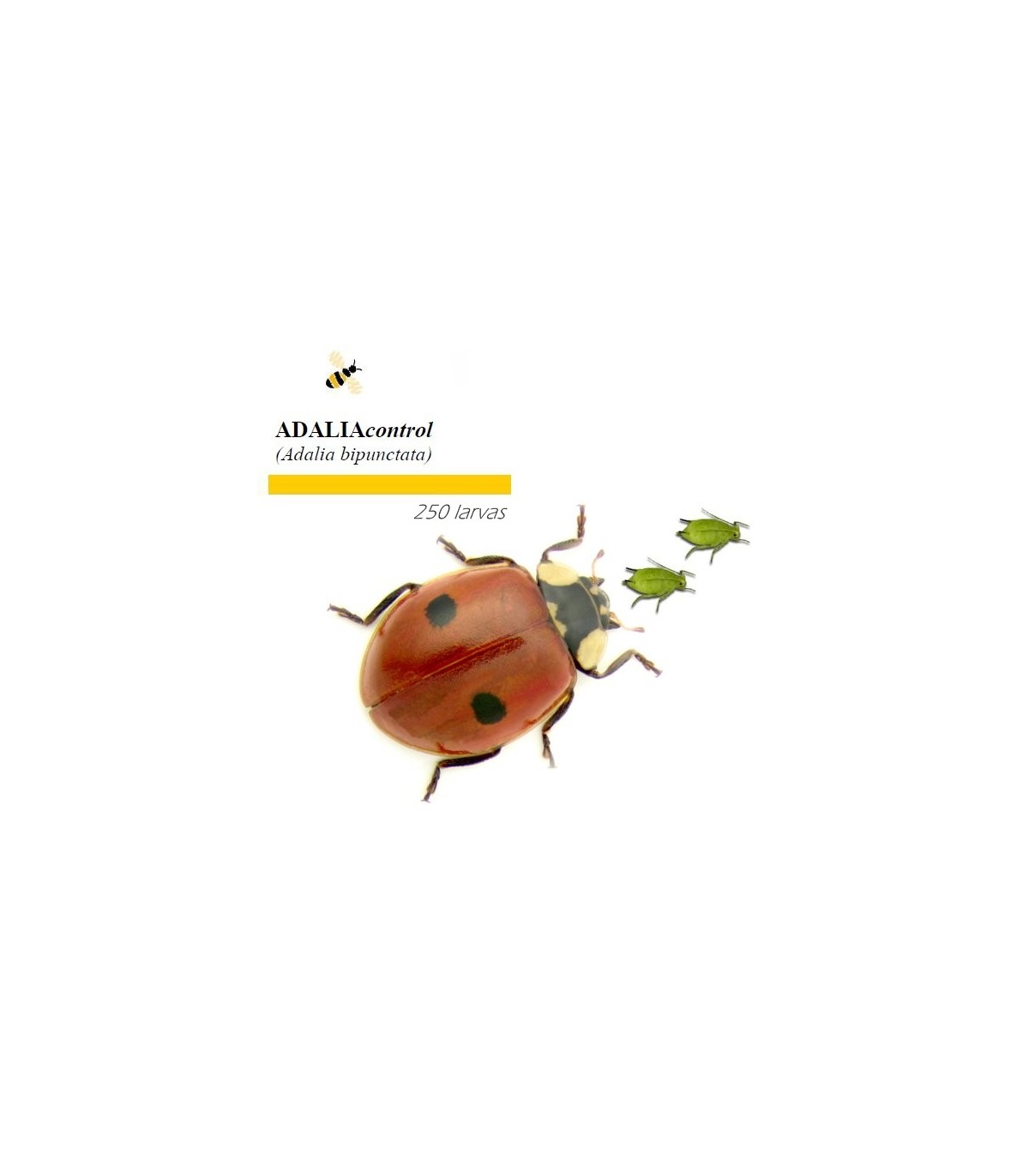 Venta de adalia bipunctata mariquita de dos puntos contra pulgón