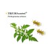 TRICHOCONTROL 50.000 contra tuta absoluta boteTrichogramma achaeae