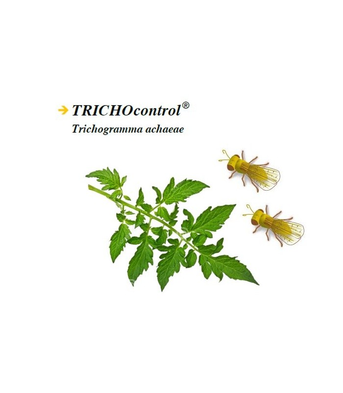 TRICHOCONTROL 50.000 contra tuta absoluta boteTrichogramma achaeae