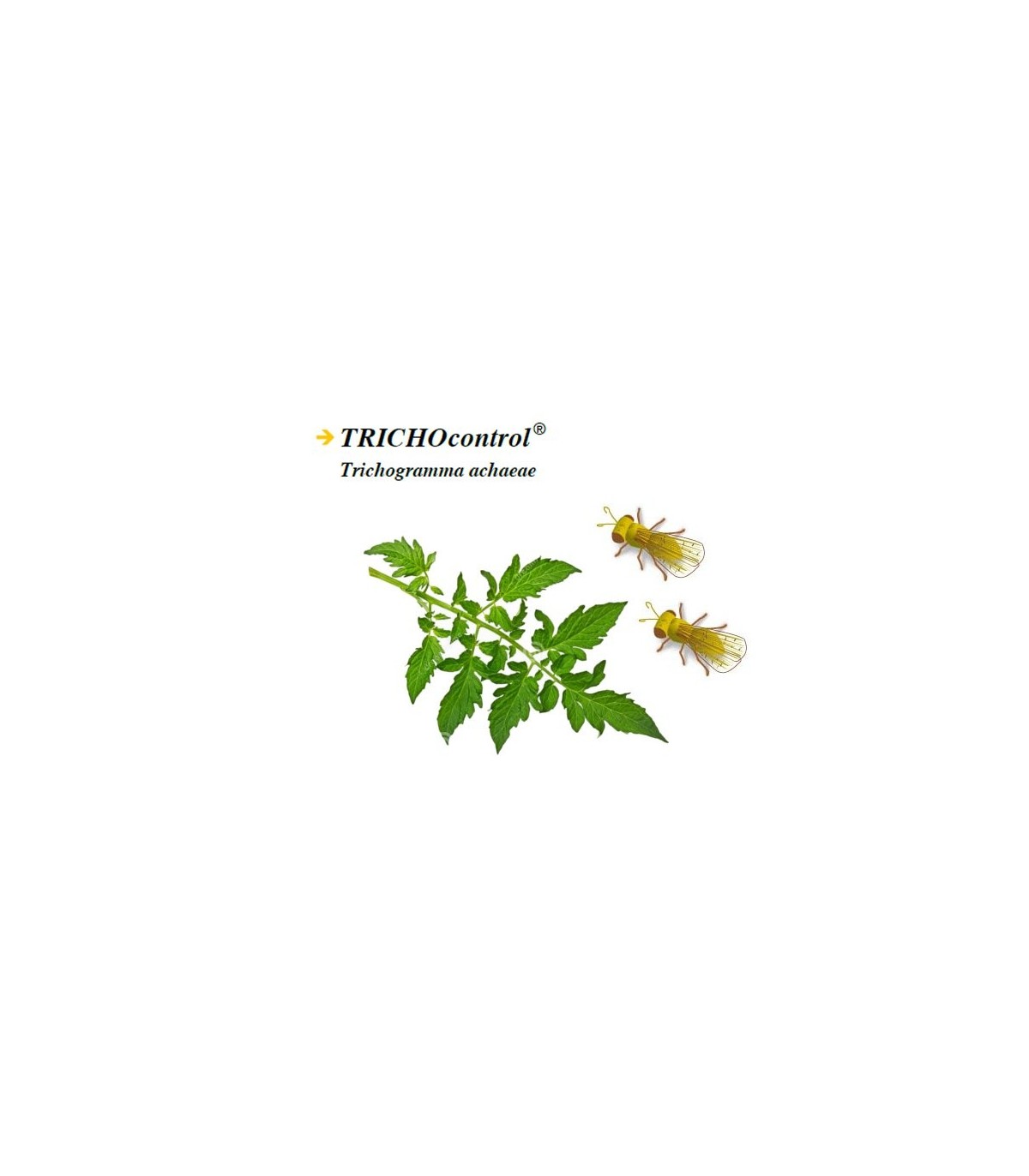 TRICHOCONTROL 50.000 contra tuta absoluta boteTrichogramma achaeae
