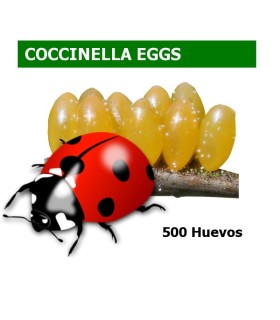 comprar mariquita de siete puntos