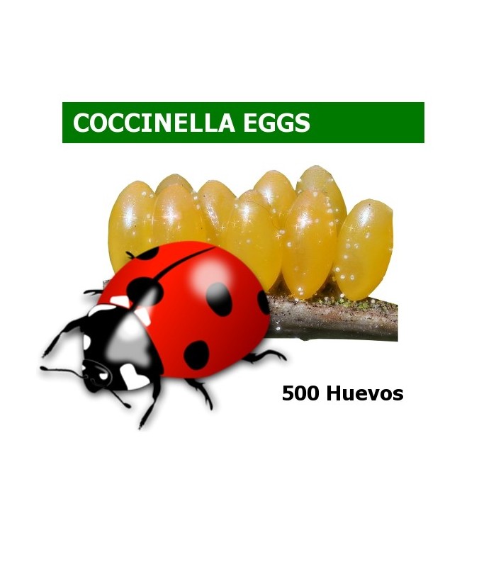 comprar mariquita de siete puntos