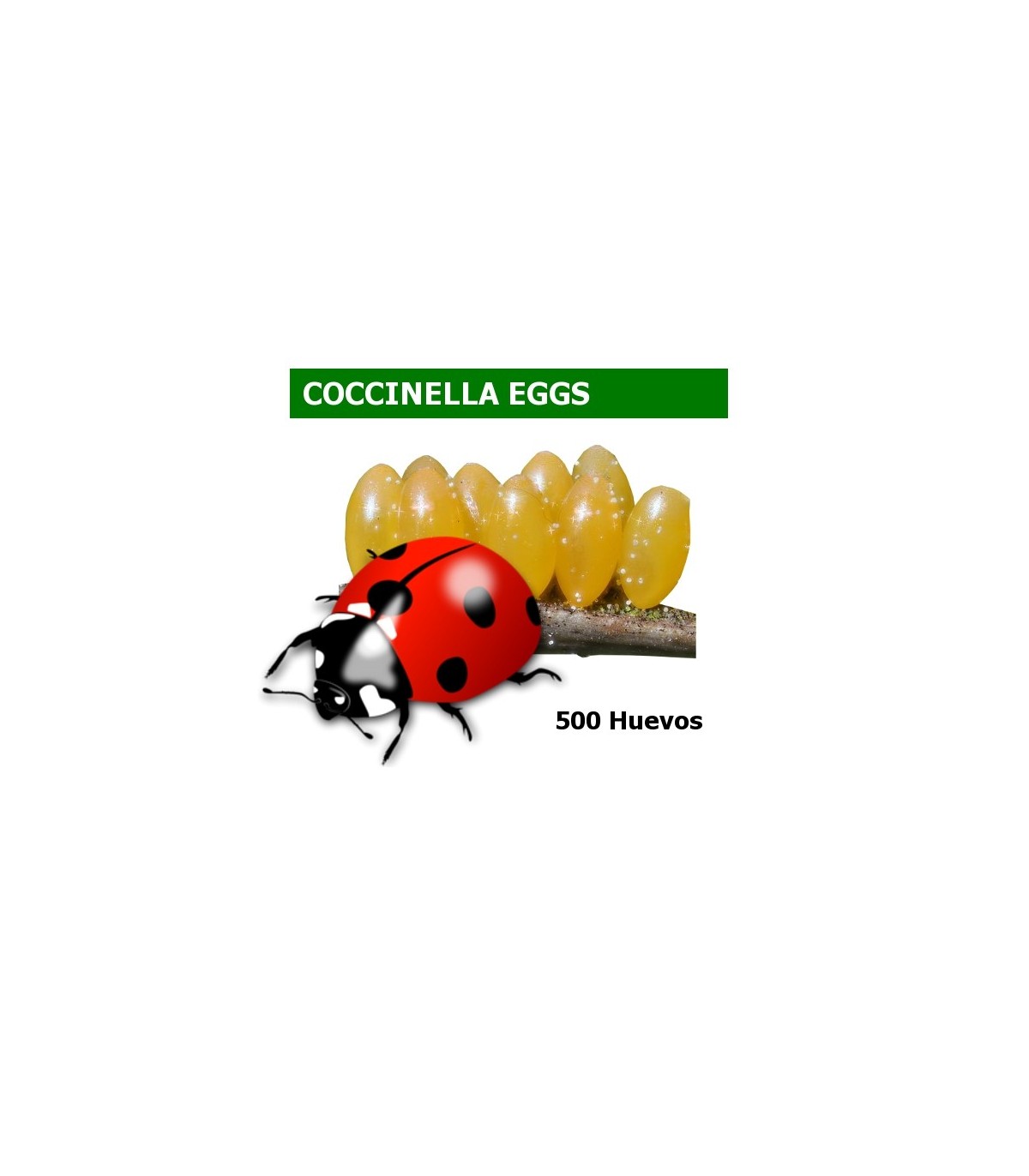 comprar mariquita de siete puntos