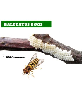 BALTEATUS E 1000 Huevos Episyrhus balteatus