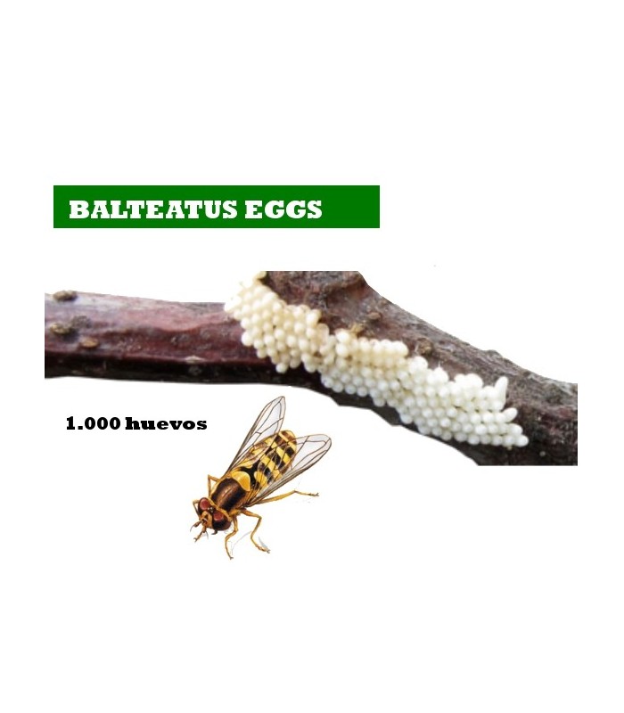 BALTEATUS E 1000 Huevos Episyrhus balteatus