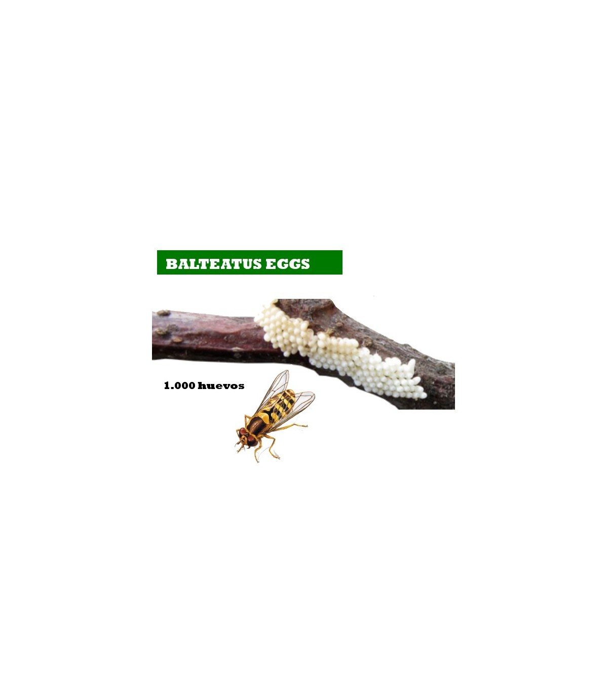 BALTEATUS E 1000 Huevos Episyrhus balteatus